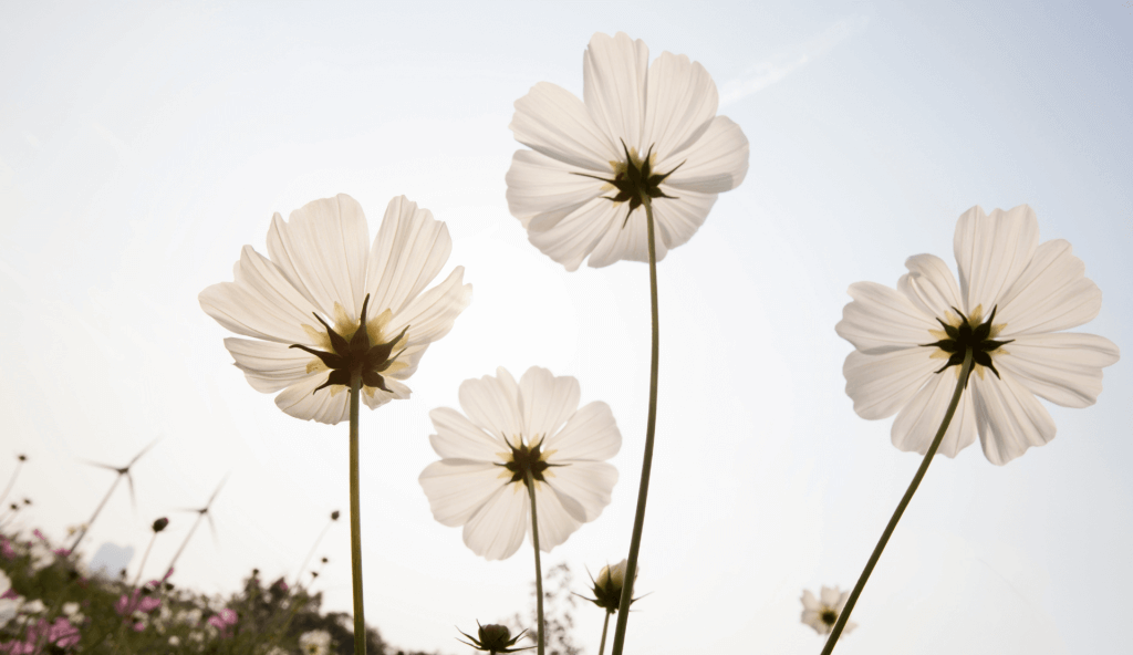 kein social media mehr blumen online sichtbarkeit