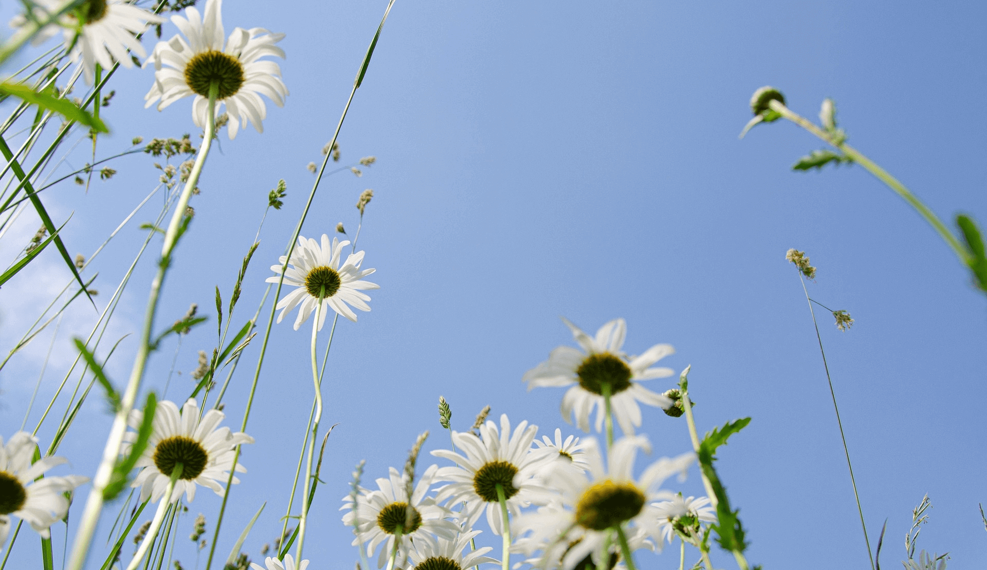 seo optimierung wahrnehmung website gaensebluemchen