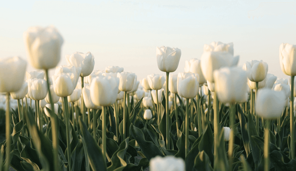 weiße tulpen bloggen lieblingsplatz