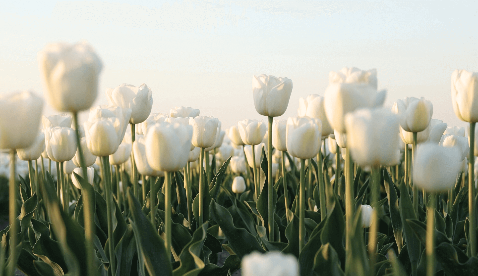 weiße tulpen bloggen lieblingsplatz