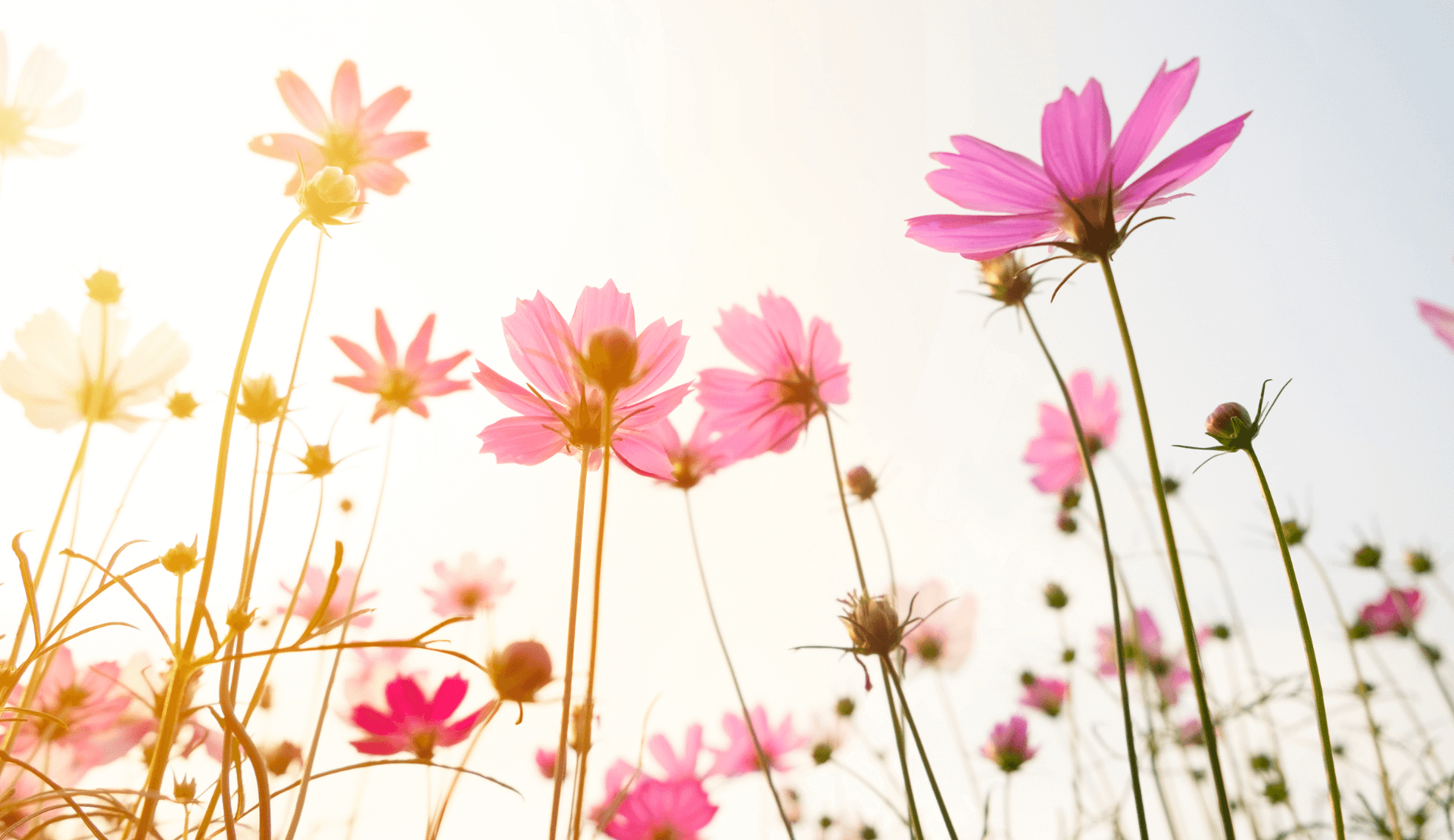 blumen texte schreiben blogartikel