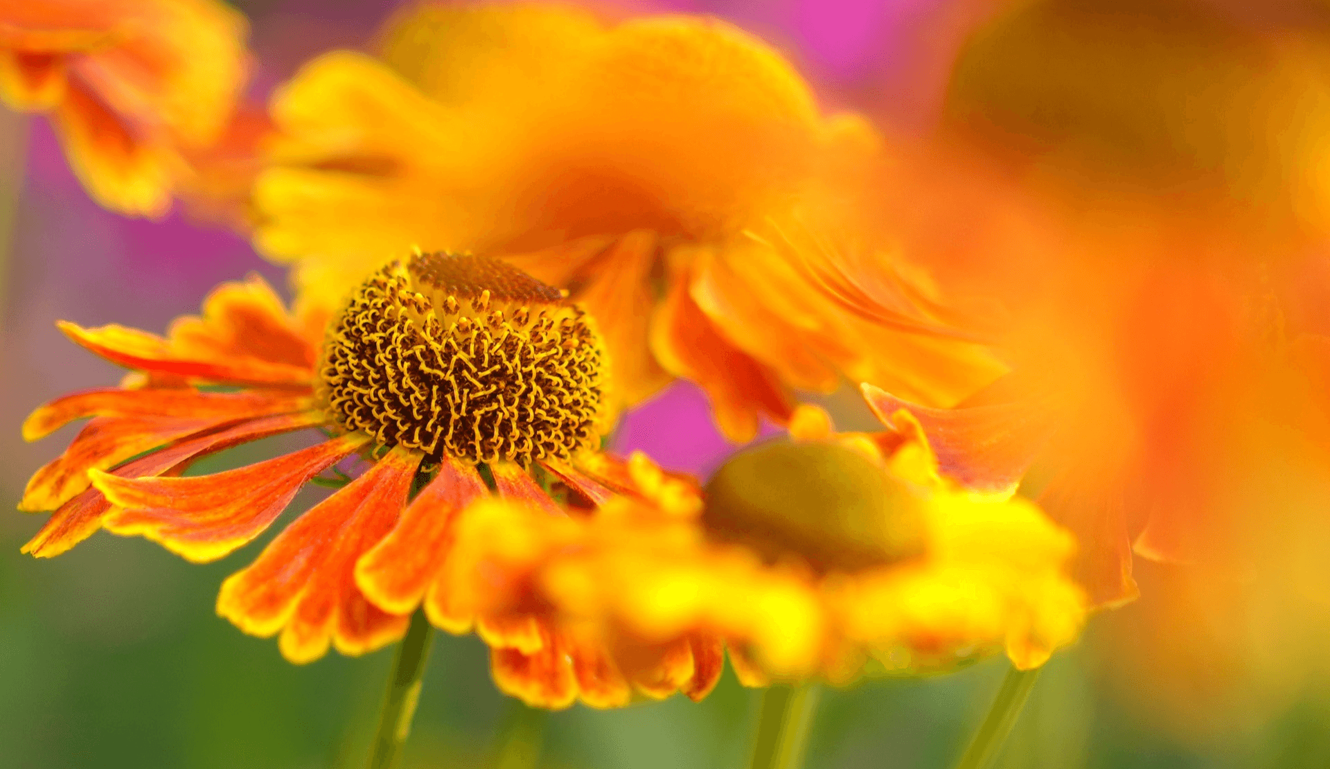 gelb orangene blumen – symbol für lebendige bloggestaltung