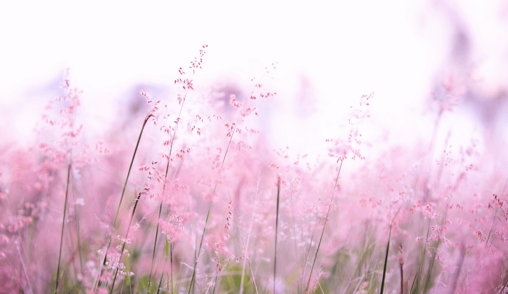 Blogbeitrag-Header: Ist KI das neue Google – so wirst du online gefunden. Rosa Blumenwiese als Symbolbild für wachsende Online-Sichtbarkeit.