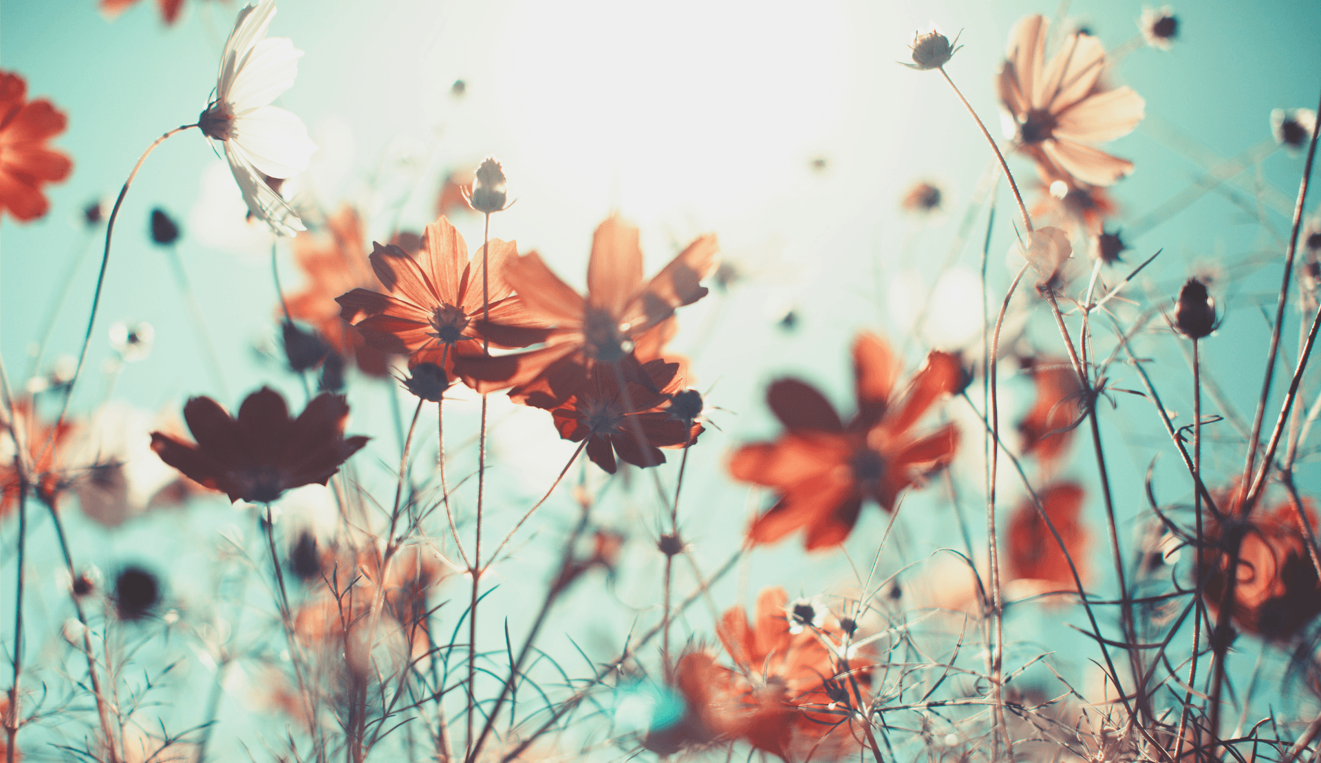 Wildblumen mit warmen Rottönen vor türkisem Hintergrund