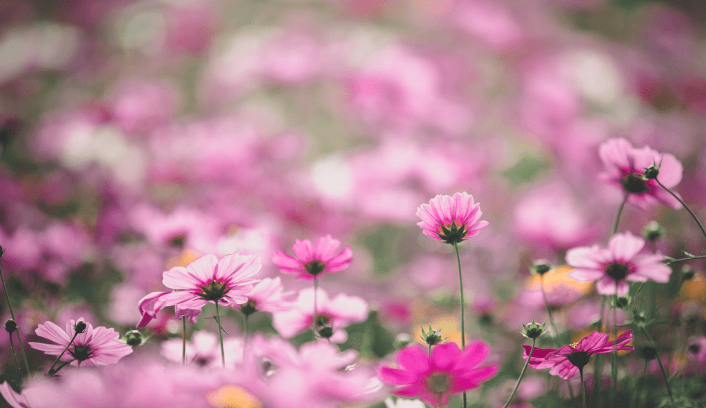 Rosa Blumenwiese als Symbol für den Schutz sensibler Themen bei Google YMYL
