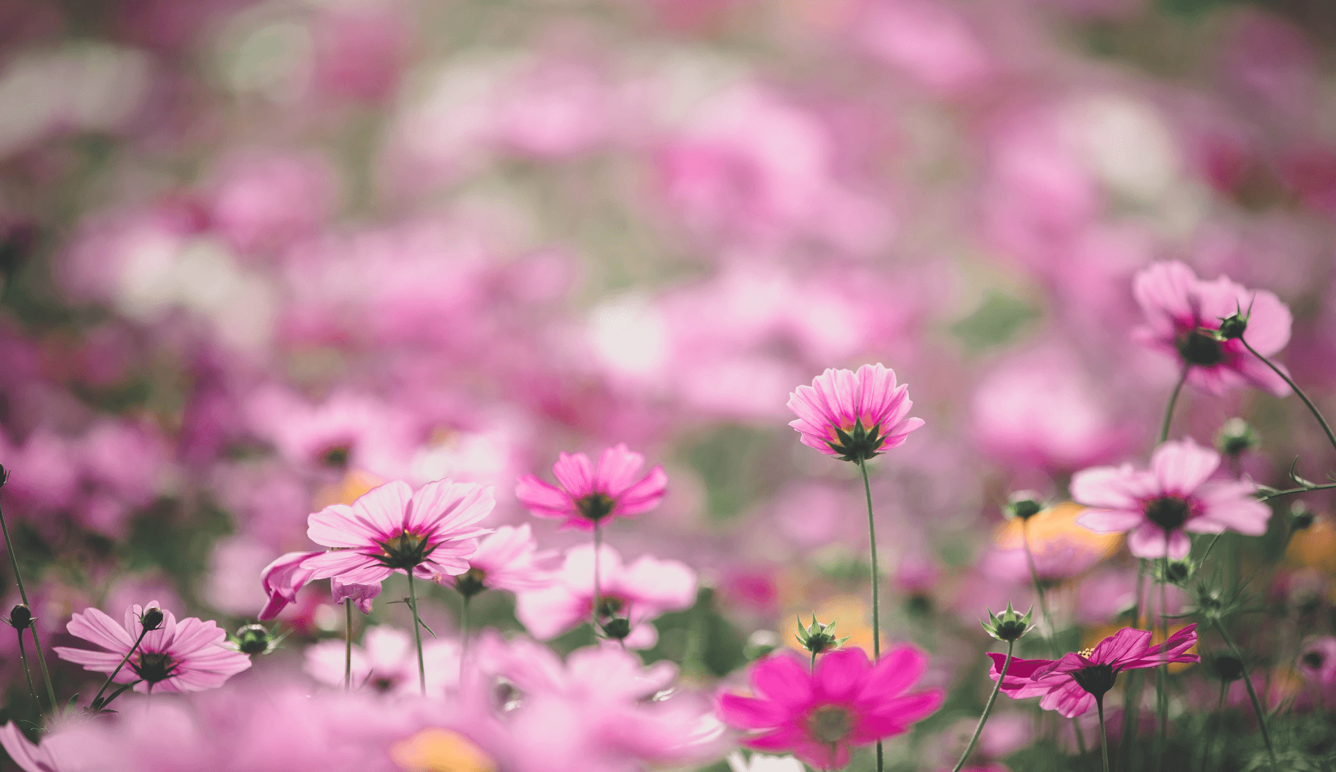 Rosa Blumenwiese als Symbol für den Schutz sensibler Themen bei Google YMYL