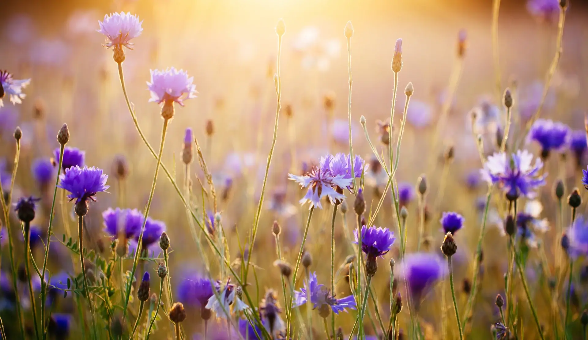 Lila Kornblumen auf einer Wiese im Sonnenlicht als Sinnbild für Vielseitigkeit